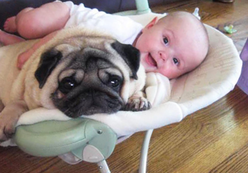 Ребенок хочет собаку