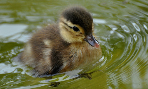 Сказка, как утёнок учился плавать
