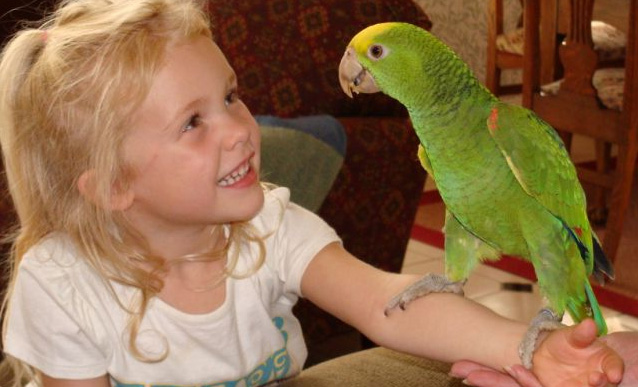 Заведем-ка попугая